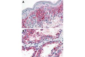 Immunohistochemical staining of formalin-fixed, paraffin-embedded human prostate (A) and human prostate (B) tissue after heat-induced antigen retrieval. (HTR2A antibody  (N-Term))