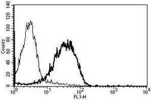 A typical staining pattern with the B-N24 monoclonal antibody of lymphocytes (CD99 antibody)