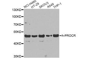 Western blot analysis of extracts of various cell lines, using PROCR antibody (ABIN6291490) at 1:1000 dilution.