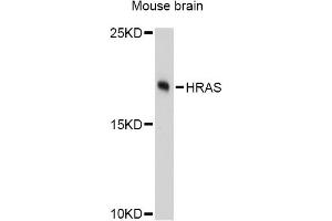 Western blot analysis of extracts of mouse brain, using HRAS Antibody (ABIN5997928) at 1:3000 dilution. (HRAS antibody)
