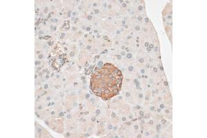 Immunohistochemistry of paraffin-embedded mouse pancreas using PDP2 antibody (ABIN6292535) at dilution of 1:100 (40x lens). (PDP2 antibody)