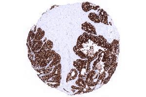 Seminal vesicle epithelial cells exhibit high level MUC6 expression (Recombinant MUC6 antibody)