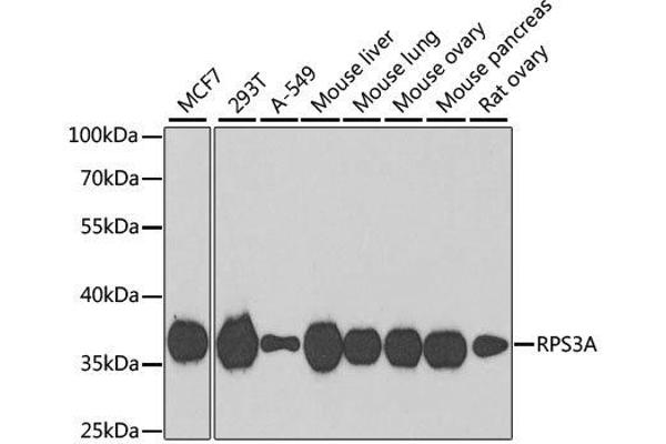 RPS3A antibody  (AA 1-264)