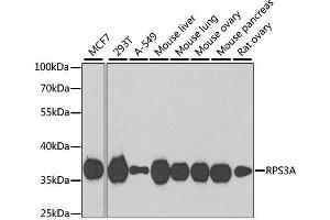 Western blot analysis of extracts of various cell lines, using RPS3A antibody. (RPS3A antibody  (AA 1-264))