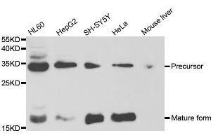 Western blot analysis of extracts of various cell lines, using NGF antibody. (Nerve Growth Factor antibody)