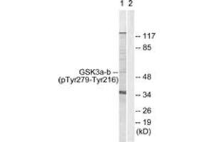Western blot analysis of extracts from HeLa cells, using GSK3 alpha/beta (Phospho-Tyr279/216) Antibody. (GSK3 alpha/beta antibody  (pTyr279))