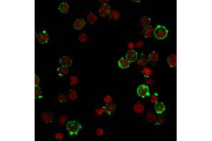 Immunofluorescent staining of Raji cells. (Recombinant HLA DQ antibody)
