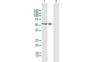 DYNC1LI2 antibody  (AA 1-492)