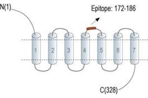 Representative domain view of the target of ABIN7043591.