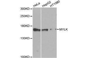Western blot analysis of extracts of various cell lines, using MYLK antibody (ABIN5995439) at 1/1000 dilution. (MYLK antibody)