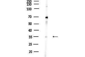Western blot analysis of lysates from RAW264.