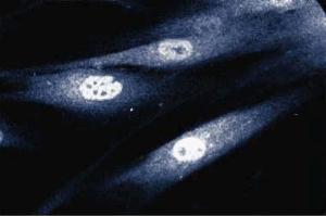Immunofluorescent staining of human fibroblast cells. (STAT1 antibody  (AA 1-194))