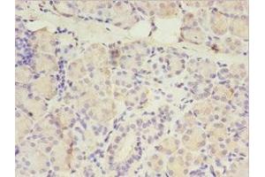 Immunohistochemistry of paraffin-embedded human pancreatic tissue using ABIN7165657 at dilution of 1:100 (ITPRID2 (AA 1-267) antibody)