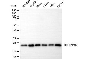 anti-Ubiquitin-Conjugating Enzyme E2M (ube2m) antibody