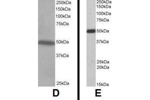 Western Blotting (WB) image for anti-C-Src tyrosine Kinase (CSK) (C-Term) antibody (ABIN2465202) (CSK antibody  (C-Term))