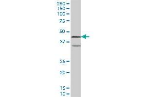 PRKAR2A MaxPab polyclonal antibody. (PRKAR2A antibody  (AA 1-382))