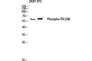 Western Blot (WB) analysis of 293T 3T3 lysis using Phospho-TH (S8) antibody. (TH antibody  (pSer8))