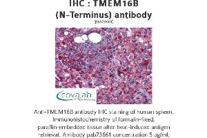 Image no. 2 for anti-Anoctamin 2 (ANO2) (N-Term) antibody (ABIN1740150) (Anoctamin 2 antibody  (N-Term))