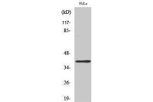 Western Blotting (WB) image for anti-Very-Long-Chain Enoyl-CoA Reductase-Like (LOC101508101) (Internal Region) antibody (ABIN3187049) (SR-5A antibody  (Internal Region))