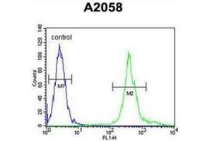 Flow cytometric analysis of A2058 cells (right histogram) compared to a negative control cell (left histogram) using MRPS24 Antibody , followed by FITC-conjugated goat-anti-rabbit secondary antibodies. (MRPS24 antibody  (Middle Region))