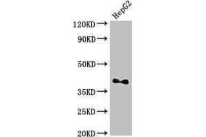 Western Blot Positive WB detected in: HepG2 whole cell lysate All lanes:DRG1 antibody at 3.