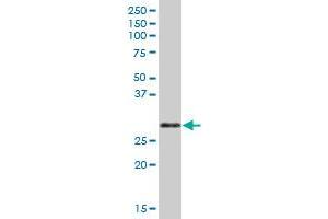 ORC6 antibody  (AA 1-252)