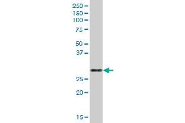 ORC6 antibody  (AA 1-252)