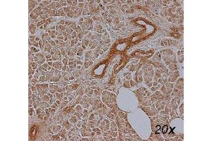 Human Pancreas, paraffin section, citrate, dilution 1:250 (BMP4 antibody  (AA 25-408))