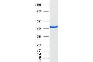 Validation with Western Blot (COPS2 Protein (Transcript Variant 1) (Myc-DYKDDDDK Tag))