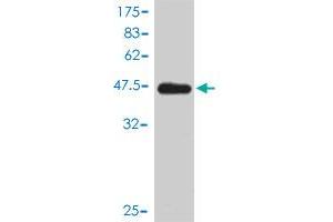 Western Blot detection against Immunogen (47. (VBP1 antibody  (AA 1-197))