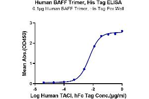 ELISA image for Tumor Necrosis Factor (Ligand) Superfamily, Member 13b (TNFSF13B) (Trimer) protein (His-DYKDDDDK Tag) (ABIN7273911)
