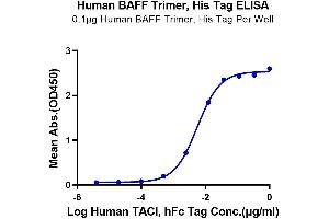 Immobilized Human BAFF Trimer, His Tag at 1 μg/mL (100 μL/well) on the plate. (BAFF Protein (Trimer) (His-DYKDDDDK Tag))
