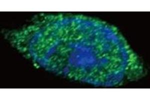 Immunofluorescence (IF) image for anti-Janus Kinase 2 (JAK2) (AA 1101-1132) antibody (ABIN3031513)