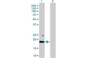 Western Blot analysis of TGFA expression in transfected 293T cell line by TGFA MaxPab polyclonal antibody.