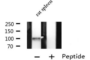 Western blot analysis of extracts from Rat spleen lysate, using LRP8 antibody. (LRP8 antibody  (Internal Region))