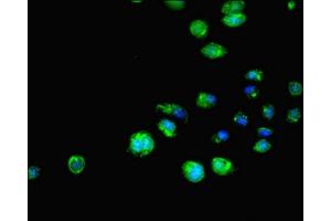 Immunofluorescent analysis of HepG2 cells using ABIN7151644 at dilution of 1:100 and Alexa Fluor 488-congugated AffiniPure Goat Anti-Rabbit IgG(H+L) (SH3GLB1 antibody  (AA 1-365))