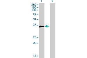 Western Blot analysis of FOSB expression in transfected 293T cell line by FOSB MaxPab polyclonal antibody. (FOSB antibody  (AA 1-289))