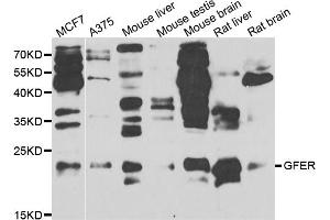 Western blot analysis of extracts of various cell lines, using GFER antibody (ABIN5973176) at 1/1000 dilution. (GFER antibody)
