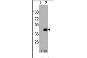 Image no. 1 for anti-WNT Inhibitory Factor 1 (WIF1) (C-Term) antibody (ABIN357861) (WIF1 antibody  (C-Term))