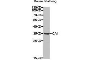 Western Blotting (WB) image for anti-Carbonic Anhydrase IV (CA4) antibody (ABIN1871391) (CA4 antibody)