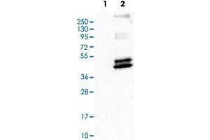 Western Blot analysis of Lane 1: negative control (vector only transfected HEK293T cell lysate) and Lane 2: over-expression lysate (co-expressed with a C-terminal myc-DDK tag in mammalian HEK293T cells) with PTGER3 polyclonal antibody .