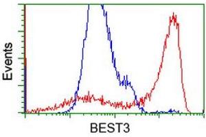 HEK293T cells transfected with either RC218436 overexpress plasmid (Red) or empty vector control plasmid (Blue) were immunostained by anti-BEST3 antibody (ABIN2452805), and then analyzed by flow cytometry. (Bestrophin 3 antibody)