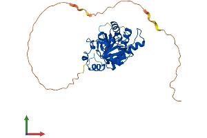 AlphaFold protein structure predicition of Human Recombinant MACROD1 Protein, UniprotID Q9BQ69 (MACROD1 Protein (AA 1-325) (His tag))