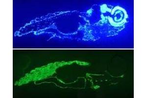 Image no. 1 for anti-Actin, alpha 1, Skeletal Muscle (ACTA1) antibody (ABIN1502284) (Actin antibody)