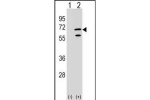 Western blot analysis of POLR3C (arrow) using rabbit polyclonal POLR3C Antibody (Center) (ABIN1538053 and ABIN2848864). (POLR3C antibody  (AA 202-230))