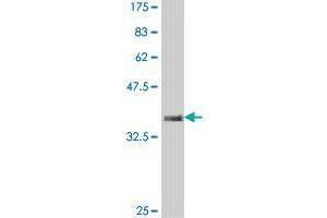 PCDH11X antibody  (AA 1228-1336)