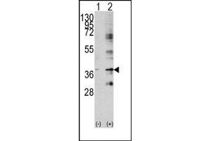 Image no. 1 for anti-Baculoviral IAP Repeat-Containing 7 (BIRC7) (C-Term) antibody (ABIN358607) (BIRC7 antibody  (C-Term))