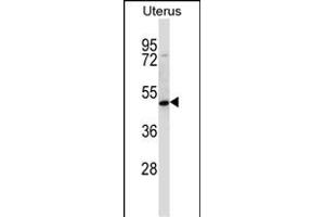 ATOH8 Antibody (N-term) (ABIN657598 and ABIN2846597) western blot analysis in human normal Uterus tissue lysates (35 μg/lane). (ATOH8 antibody  (N-Term))
