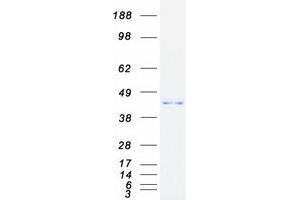 Validation with Western Blot (GNAT2 Protein (Myc-DYKDDDDK Tag))