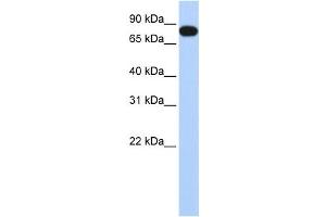 Western Blotting (WB) image for anti-Echinoderm Microtubule Associated Protein Like 3 (EML3) antibody (ABIN2459934) (EML3 antibody)